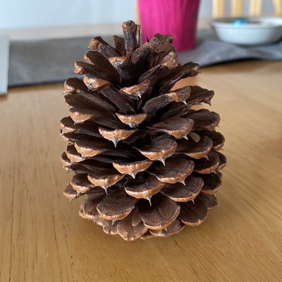 Large Pinecones (9) - Picture 4 of 5